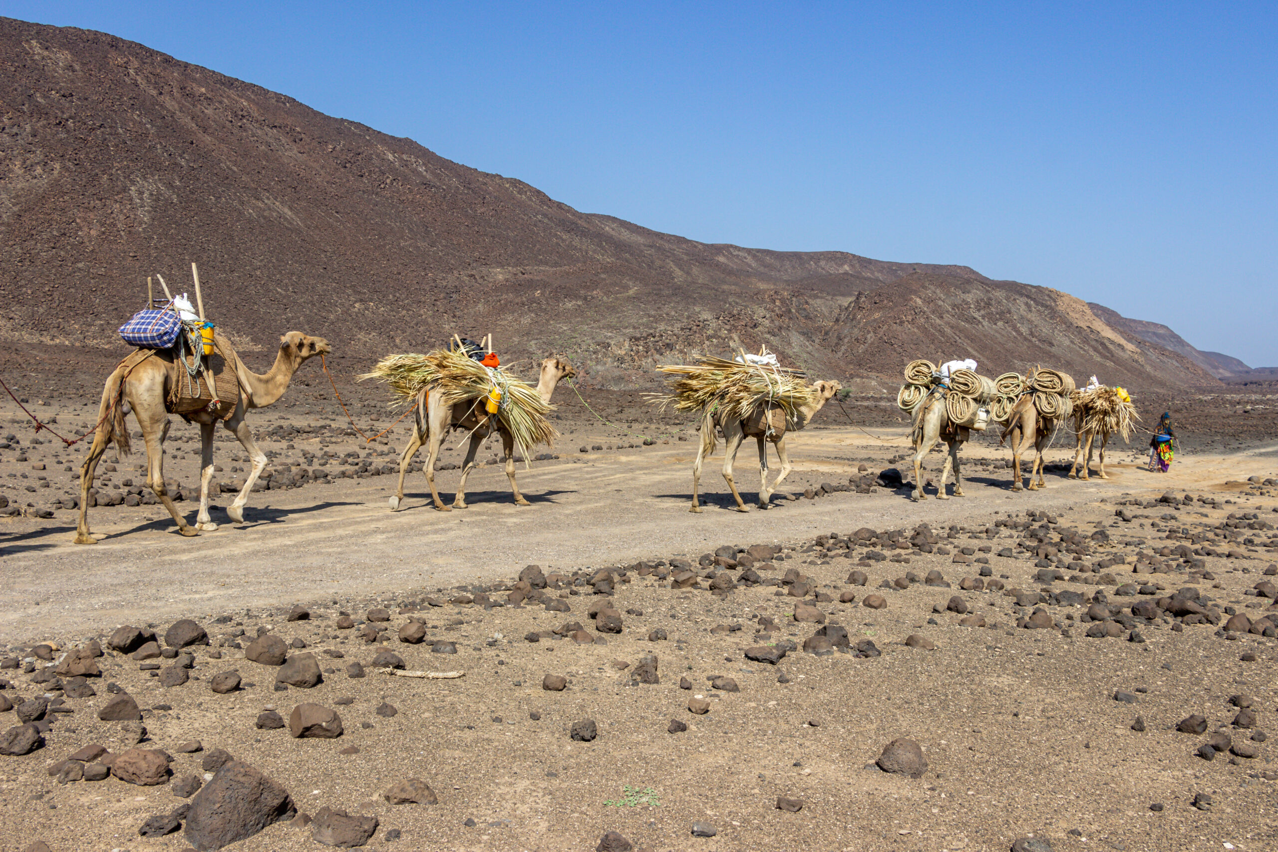 Tales of the Djibouti By Camille Massida